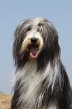 BEARDED COLLIE 182
